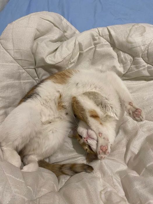 Отдам девочку в добрые руки!