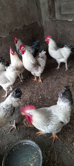 Vind cocoși de casă