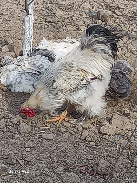 Брама тухумлари сотилади бостириша уругланга