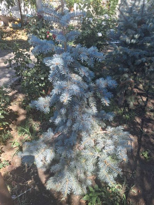 Ель Елка голубая Глаука