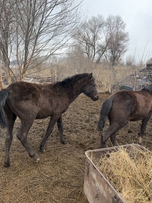 Тай жабагы жеребчики