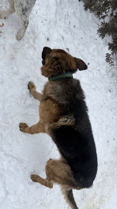 Найдена собака Овчарка