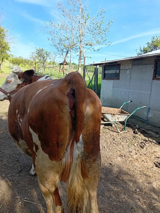 Vacă tânără, bălțată românească