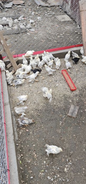 De vanzare pui Brahma hd