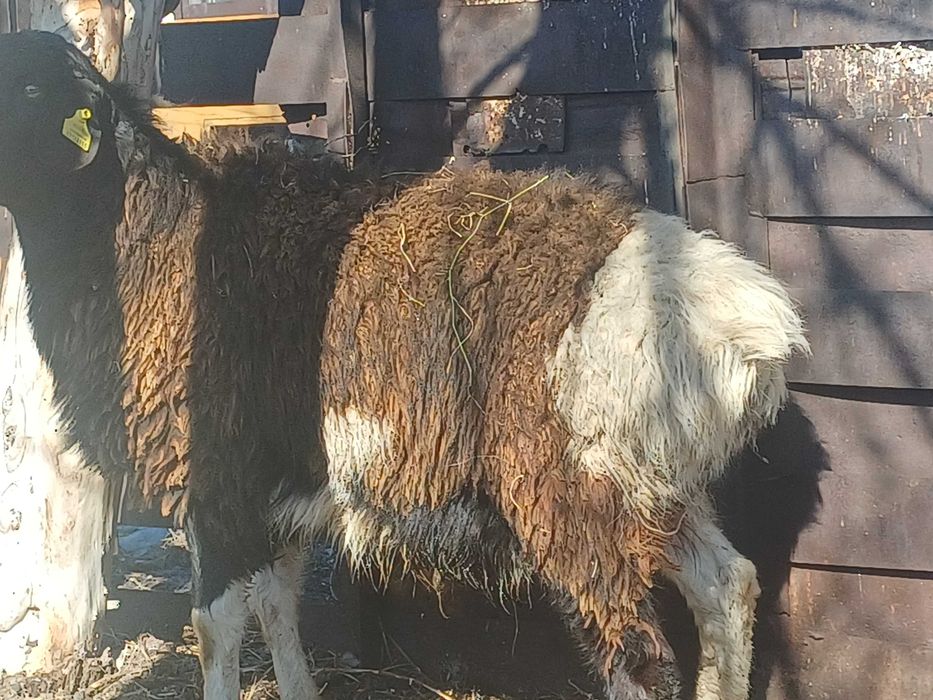 Продам ярку упитанная и кошкар