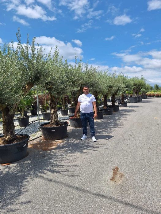 Plante ornamentale maslini seculari