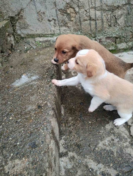 Подарявам кученца