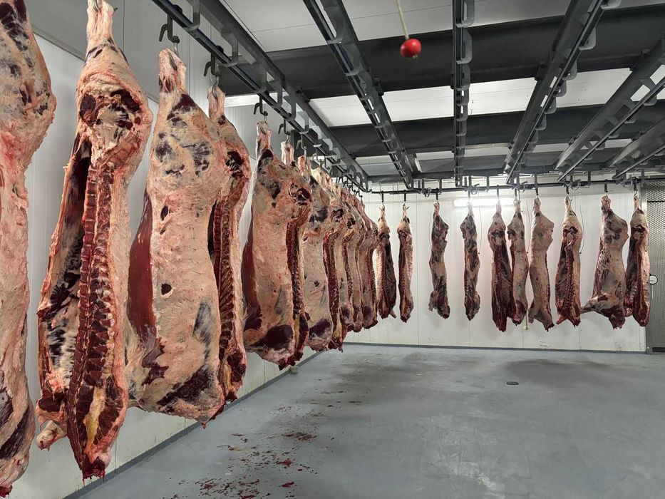 Мясо говядина тушами