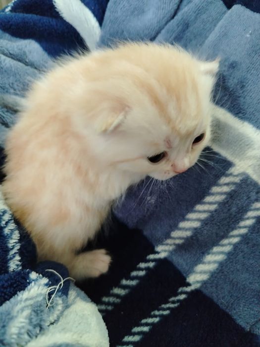 Продам шотландских котят