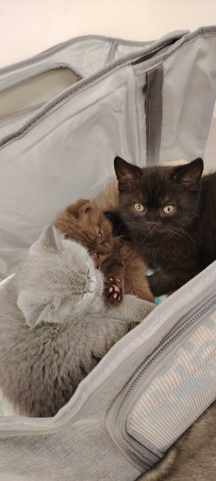 Прекрасно британче-пантера