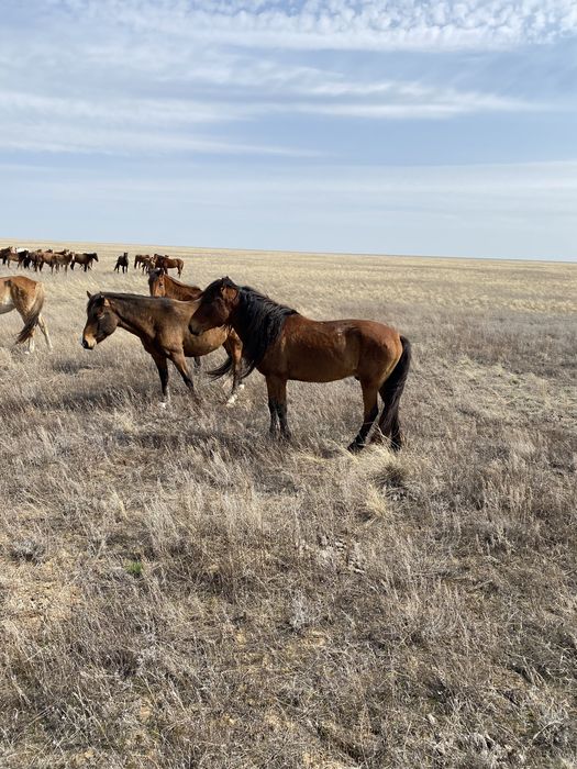 Айғыр сатылады