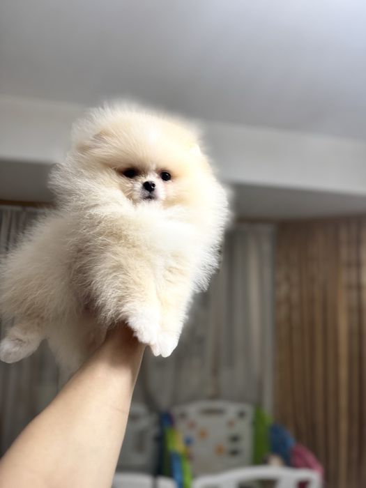 Mascul pomeranian extra mic