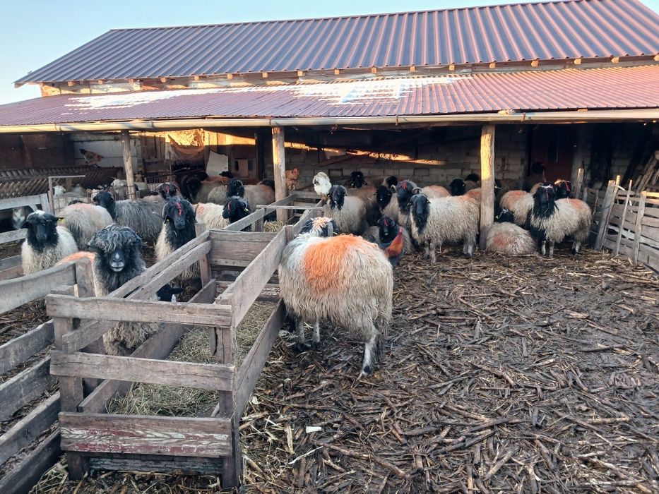 Se vinde Carabase de Brastavatu