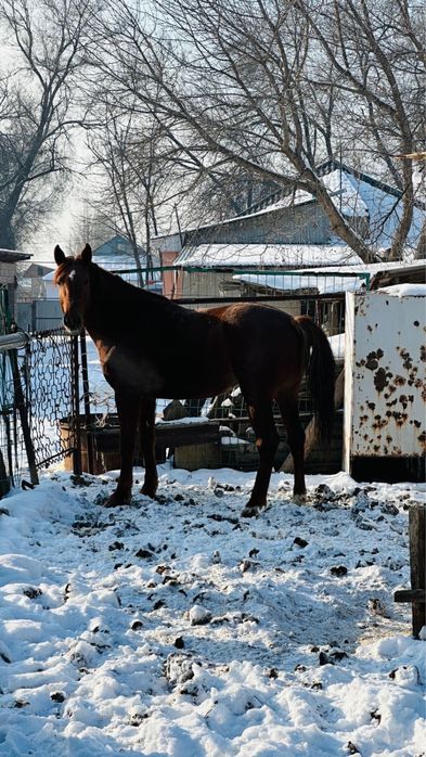 Айғыр саттылады.