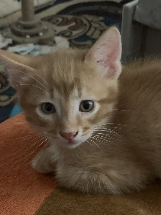 Коасавец котенок рыжеький