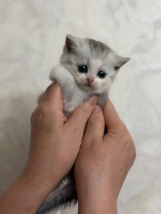 Мушук боласи,котенок