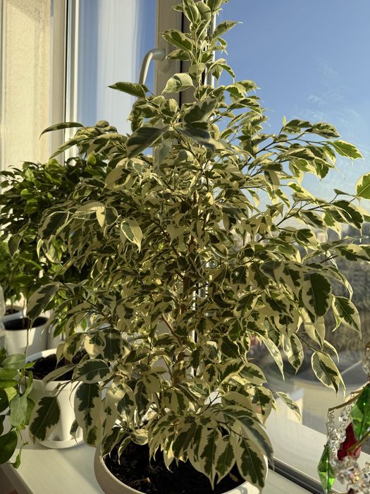 Фикус Бенджамина , комнатное растение