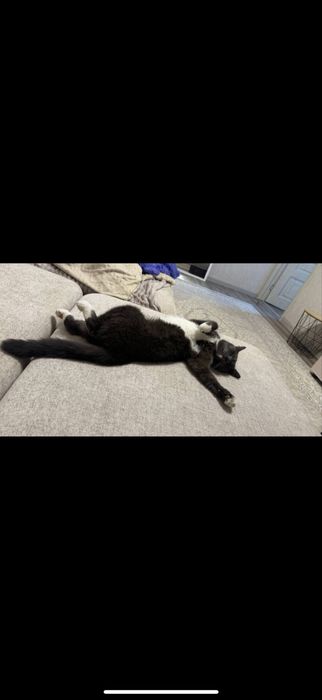 Отдам кота ласковый