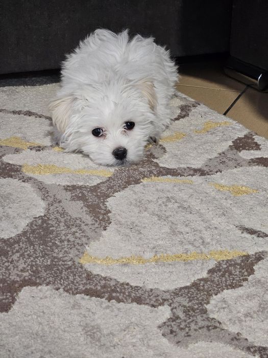 Vând cățel bichon