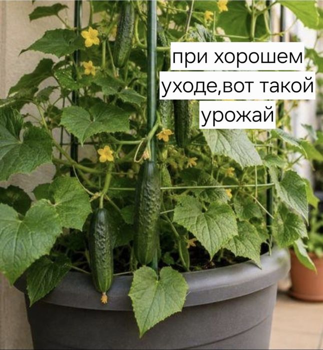 Расада огурцы комнатные .