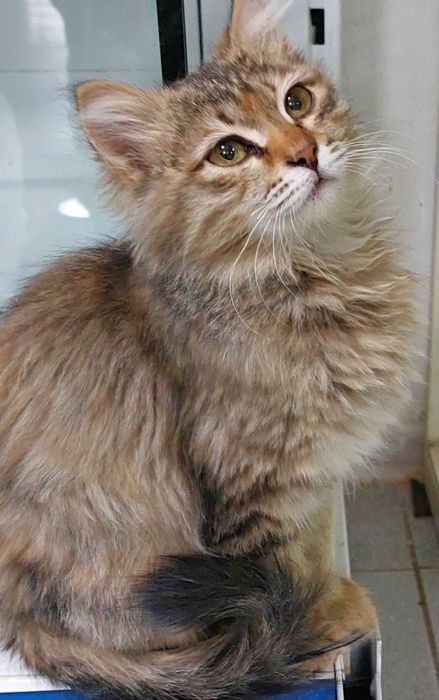 Милая кошечка...