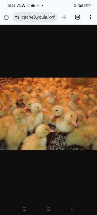 Утята бройлерныйе