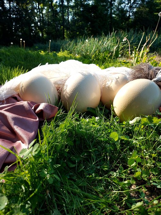 Ouă proaspete de STRUȚ