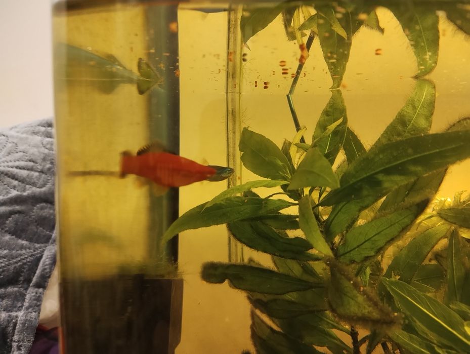 Декоративни рибки