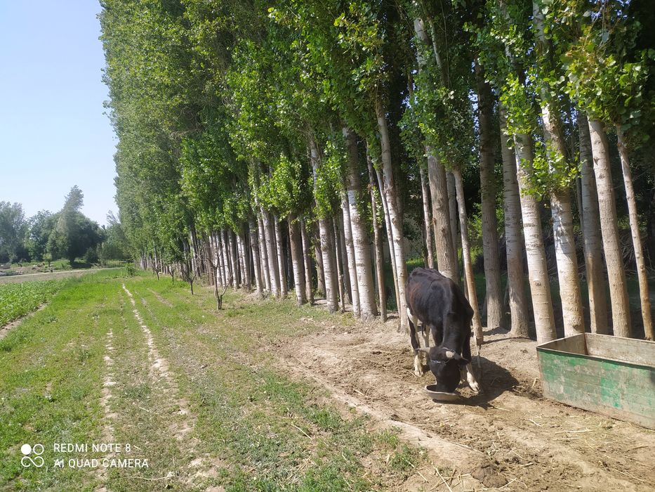 Terak sotiladi 100 tup donasi 700000 dan