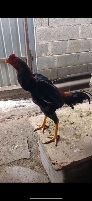 Продам Петуха Хорошая кровь