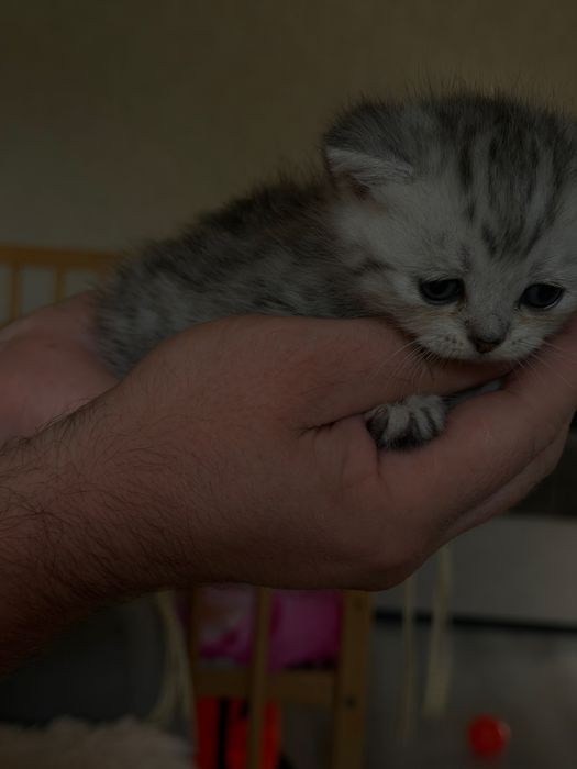 Готовятся к продаже котята