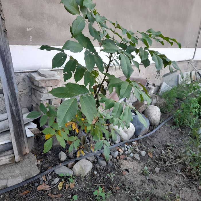 Продам грецкий орех 1.5м