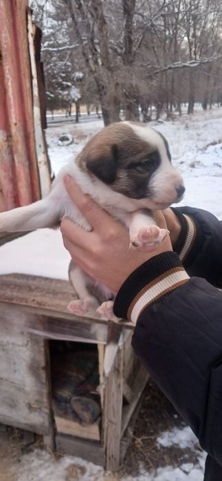 отдам щенков  бесплатно