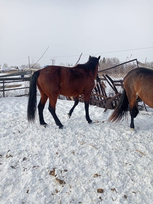 Продается жеребец