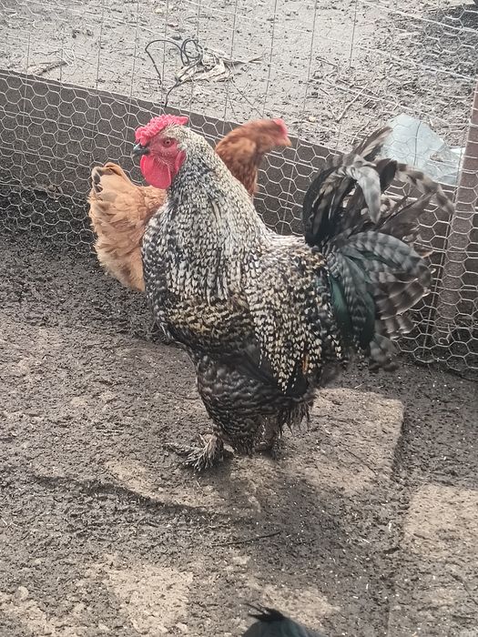 Vând Cocoș de rasă