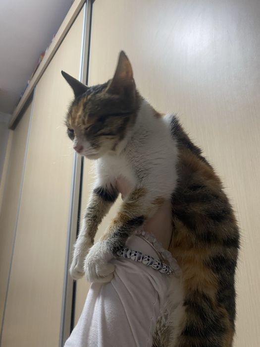 Donez pui de pisica calico