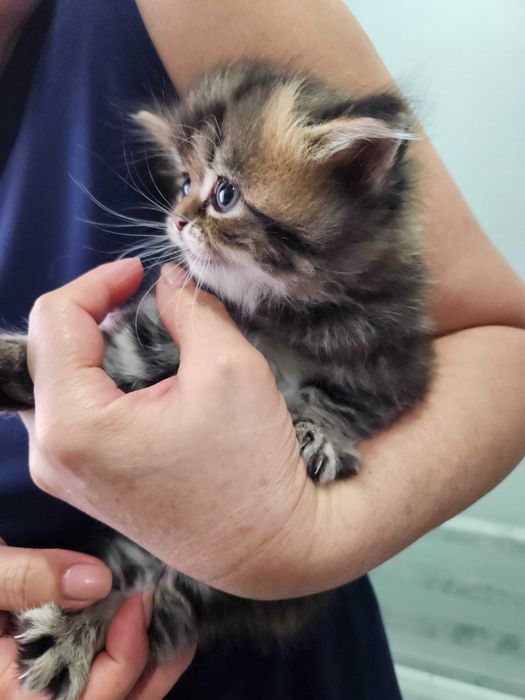 Котята британские короткошерстные