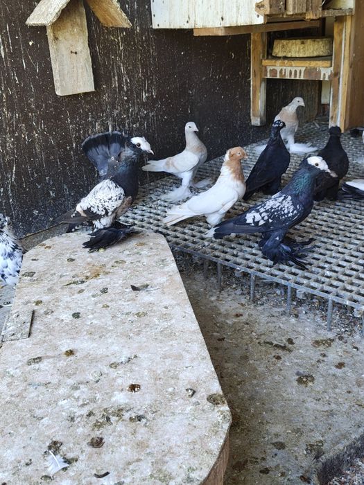 Porumbei de vânzare sau schimb