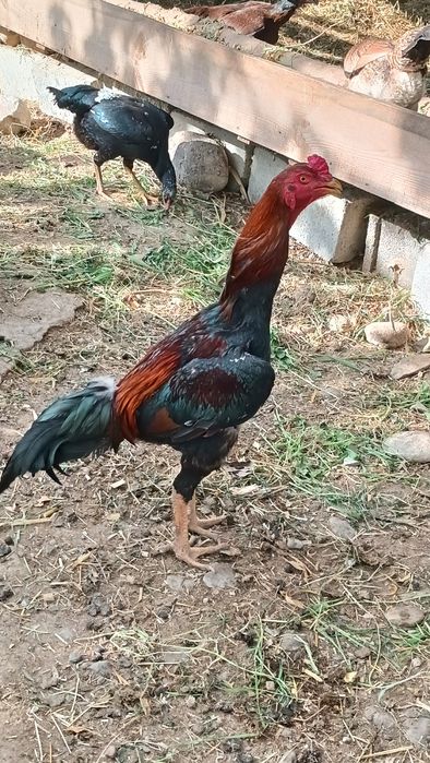 Dakan tuxum sotiladi