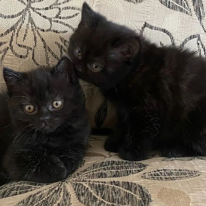 Британские котята! Астана. Продажа.