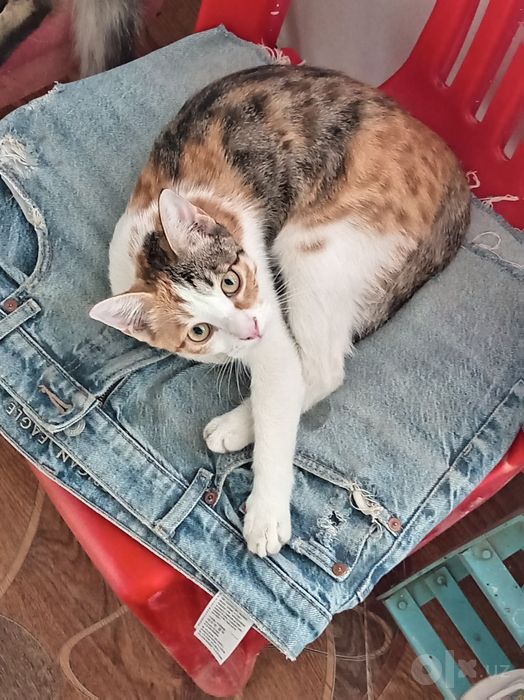 Отдам в добрые ручки кошечки