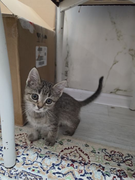 Котёнок самка 2мес