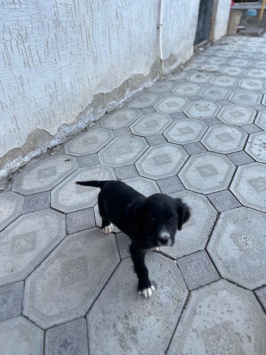 Щенки спаниеля уже 2 месяца