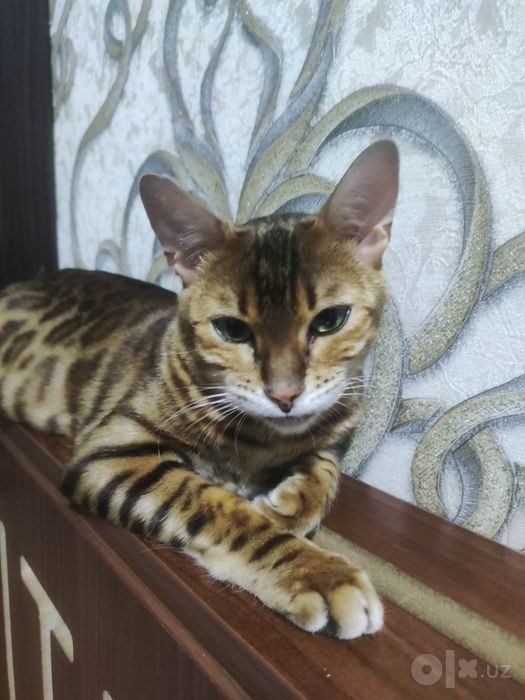 Bengal qiz mushuk