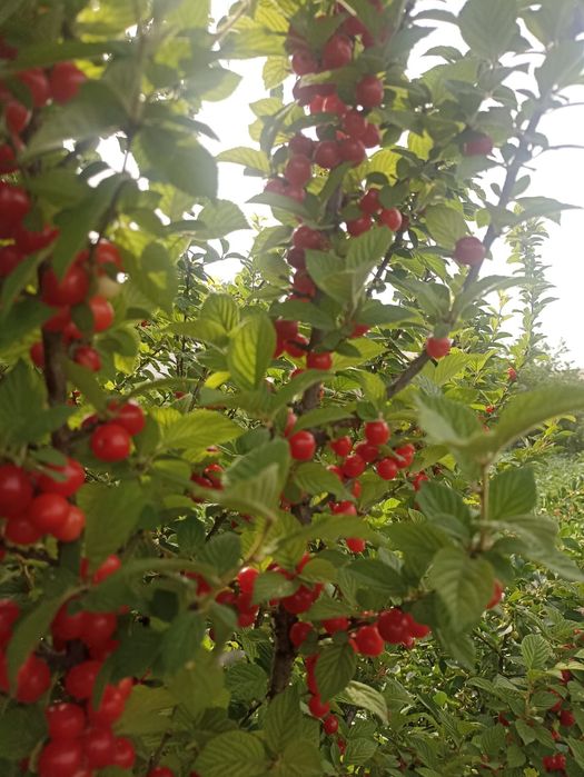 Карликовая вишня