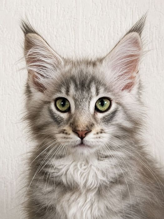 Maine Coon cu părinții campion.