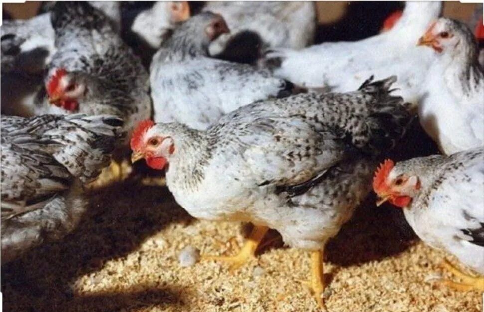 Цветной бройлер Испания в петропавловск