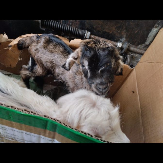 Продаю маленьких козлят.