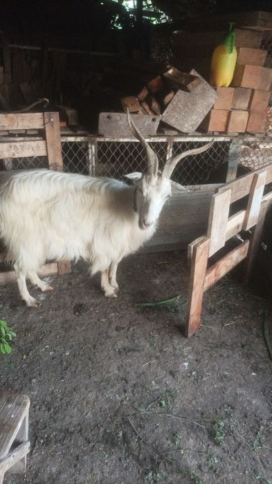 Căpriță cu lapte