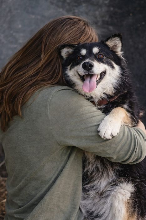 Собака ищет дом!